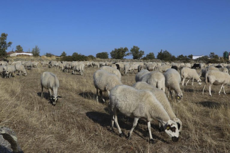 Reportaje «Zamora desaparece» de La Opinión de Zamora sobre Bermillo de Sayago
