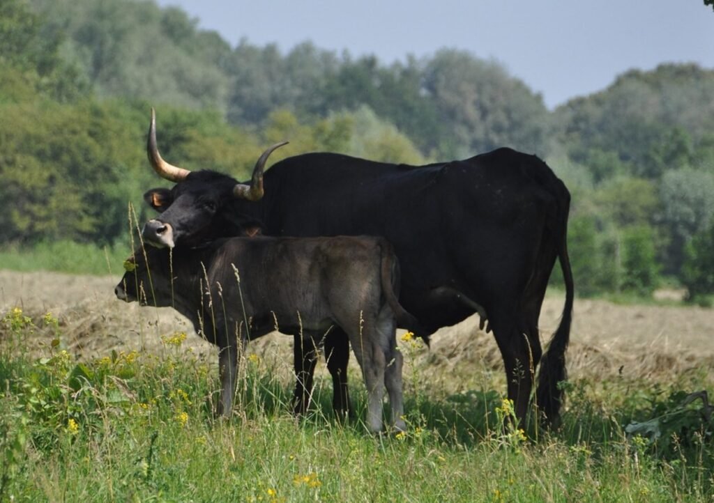 Vacas de raza sayaguesa pastando