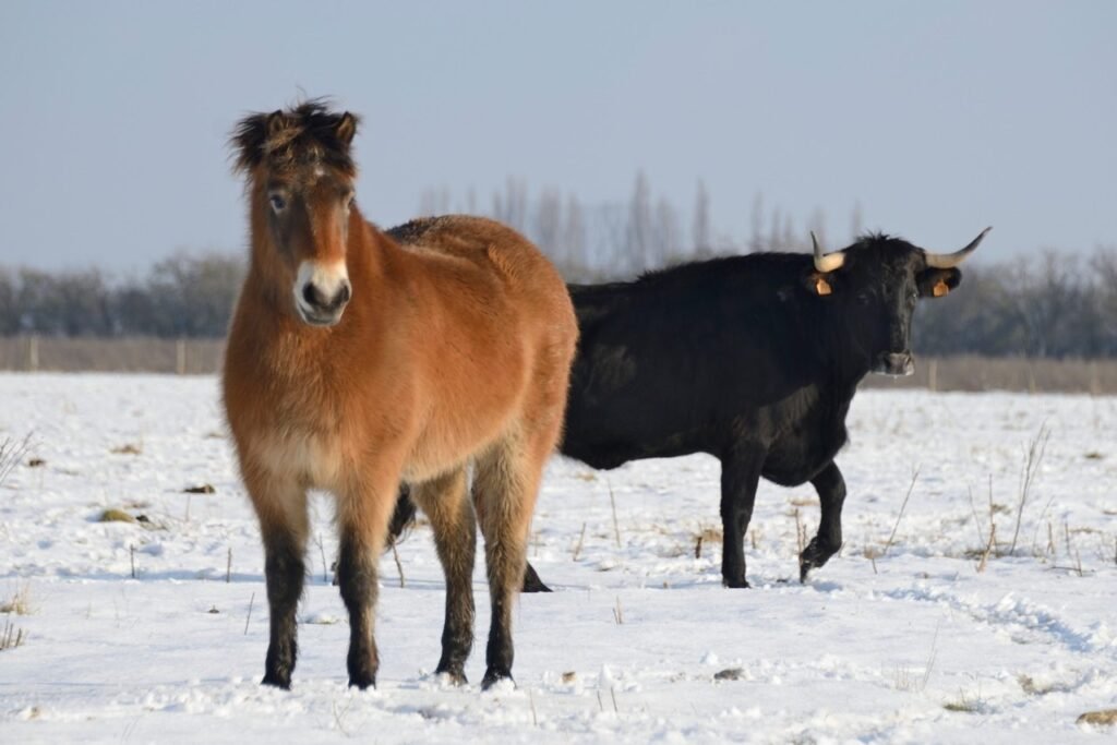 Vaca de raza sayaguesa en invierno