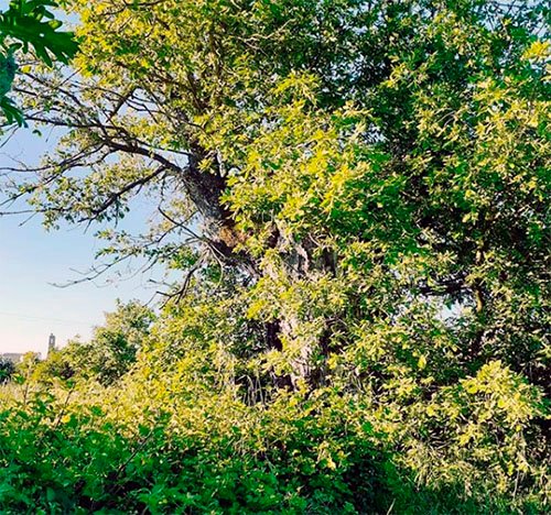 Roble centenario de tronco grueso y copa amplia en el camino de la Senara, en Bermillo de Sayago