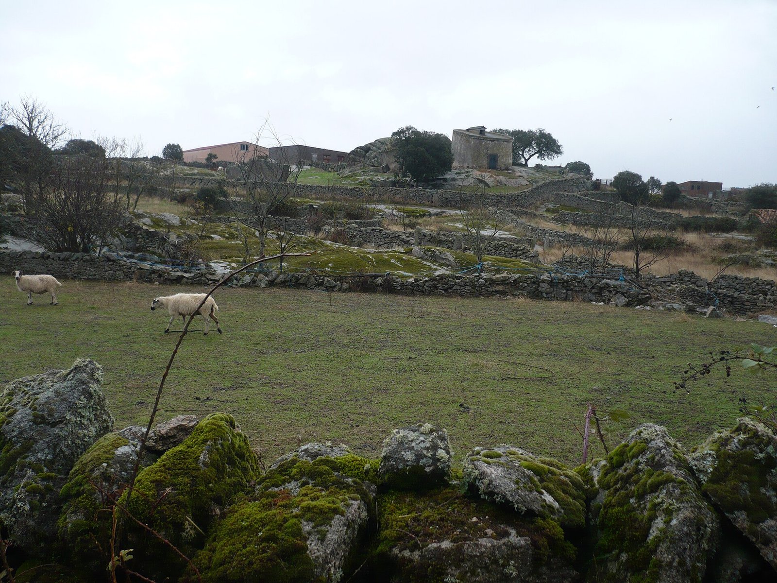 Pastizal con paredes de piedra y ganado en el Camino Natural del Paisaje Agrario Sayagués